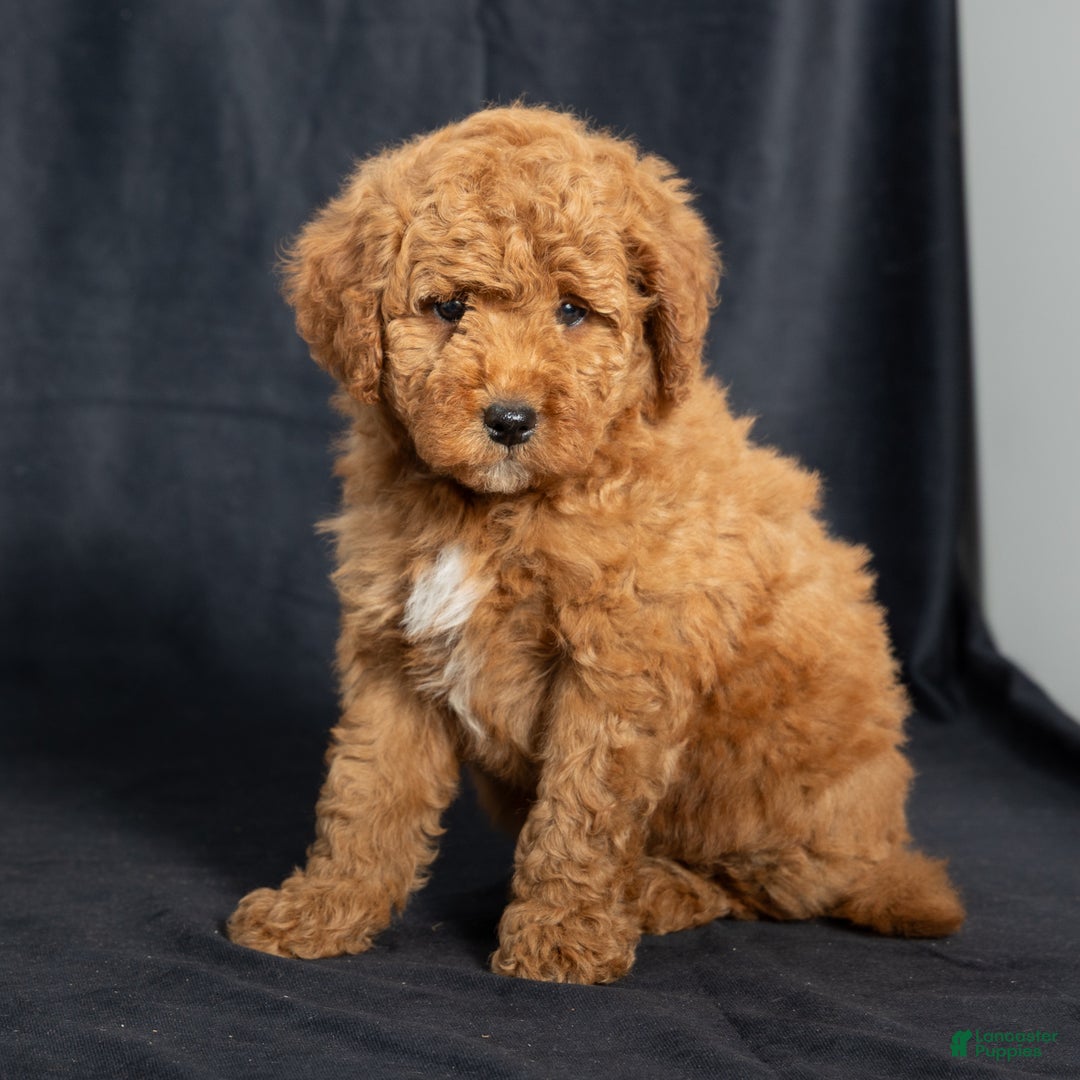 Mini Goldendoodle dogs for sale: Nioami - Ad 6