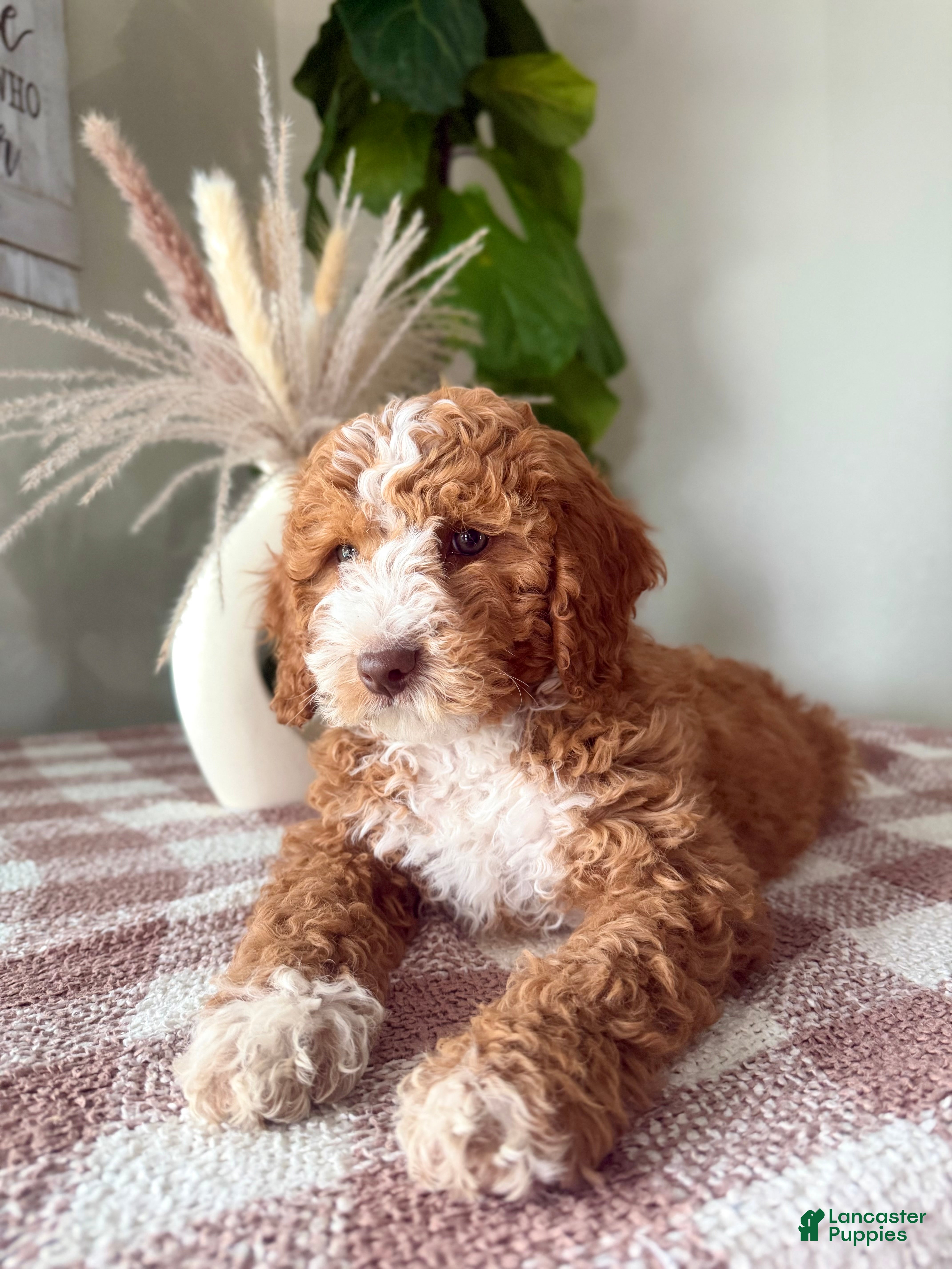 Cavapoo dogs Ace - Ad 1