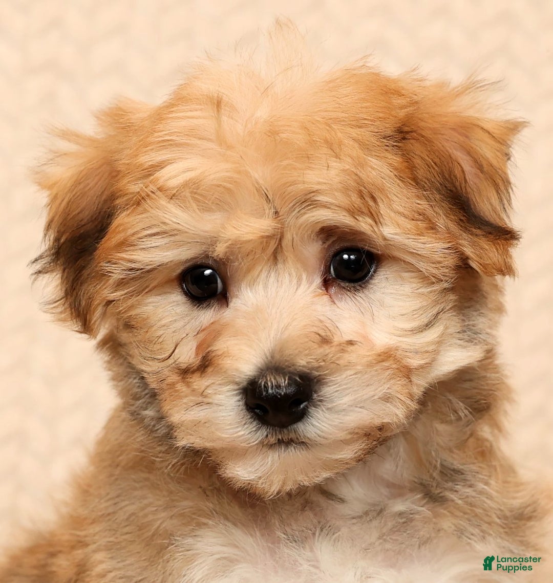 Yochon dogs for sale: Benji - Ad 9