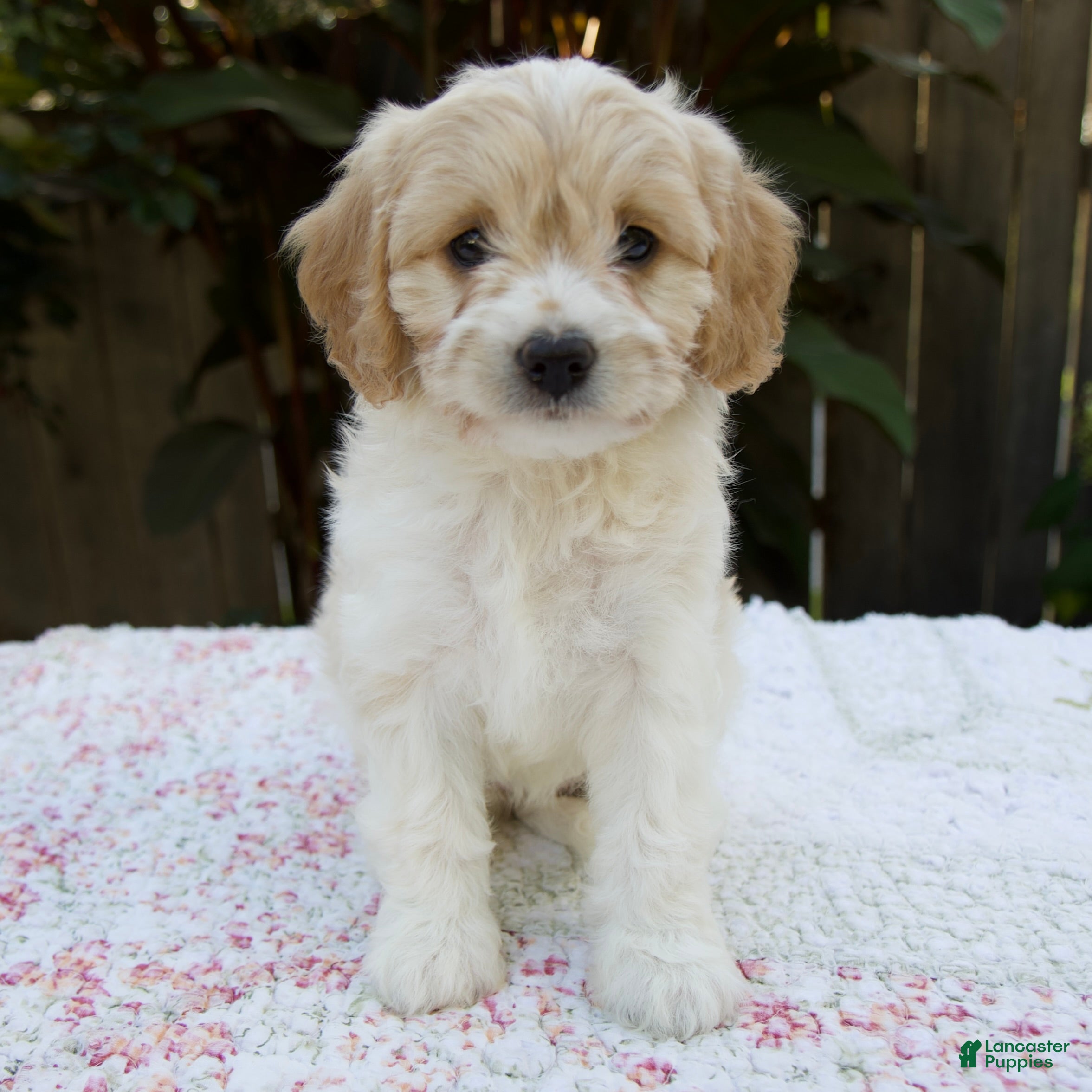 Cavapoo dogs Frankie - Ad 1