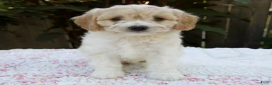 Frankie