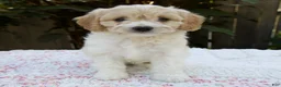 Cavapoo dogs for sale: Frankie - Ad 1