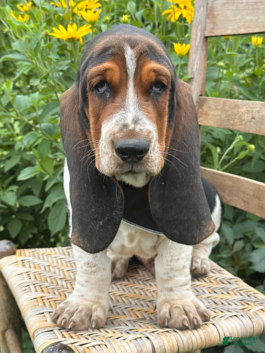 Basset Hound dogs for sale: Walter - Ad 21