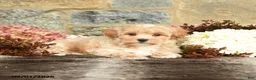 Maltipoo dogs for sale: Lucas - Ad 4