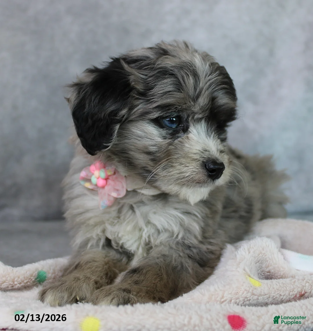 Mini Aussiedoodle dogs for sale: Brooklyn - Ad 4