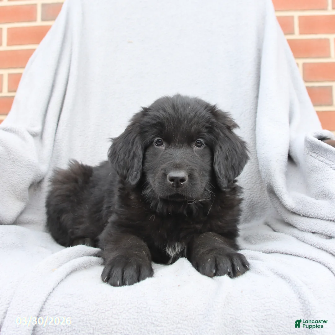 Newfoundland dogs for sale: Magnolia - Ad 3