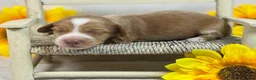 Miniature Dachshund dogs for sale: SILKY  Red/cream girl - Ad 5