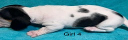 Miniature Dachshund dogs for sale: Piebald BLK/WHT/Grey Female CKC - Ad 2