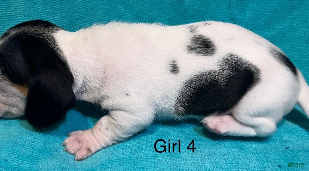 Miniature Dachshund dogs for sale: Piebald BLK/WHT/Grey Female CKC - Ad 2