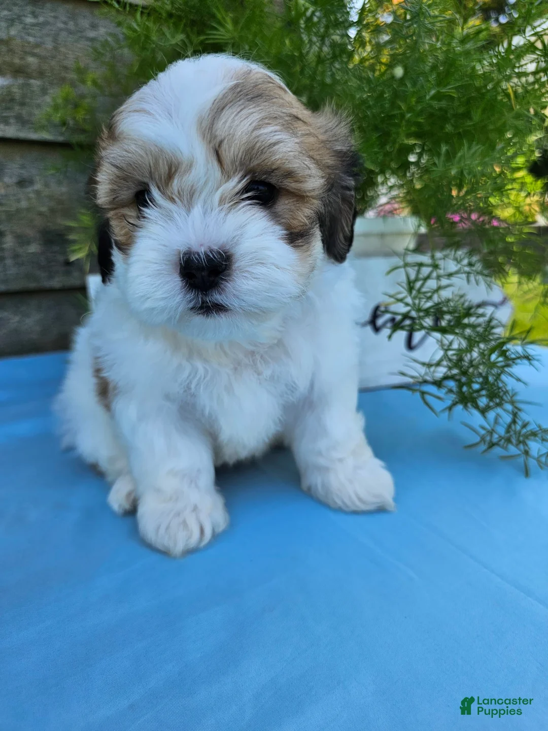 Gallery Image {{count}}