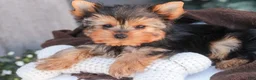 Yorkshire Terrier dogs for sale: Buckskin - Ad 8