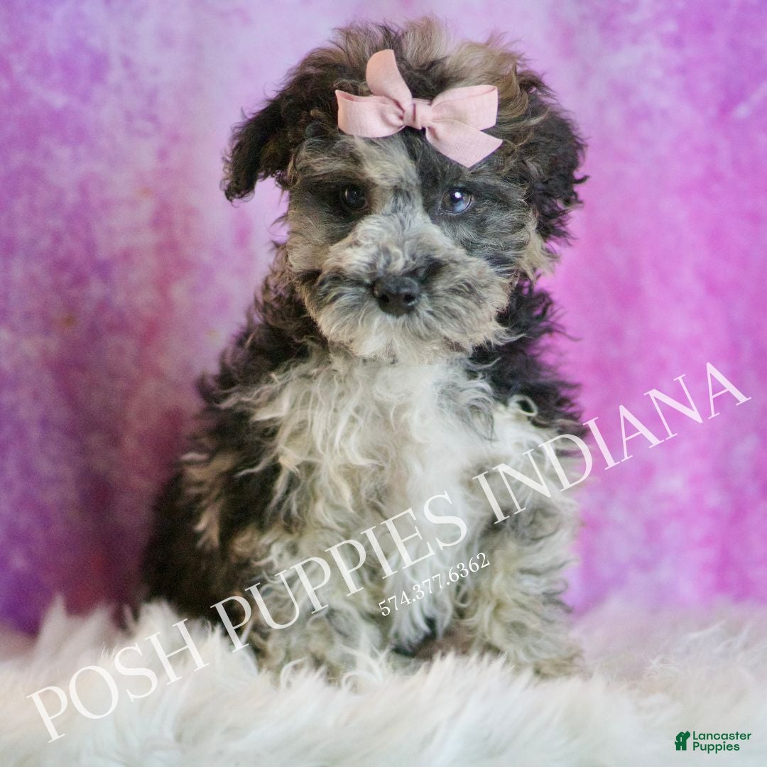 Toy Poodle dogs for sale: Ivy - Ad 4
