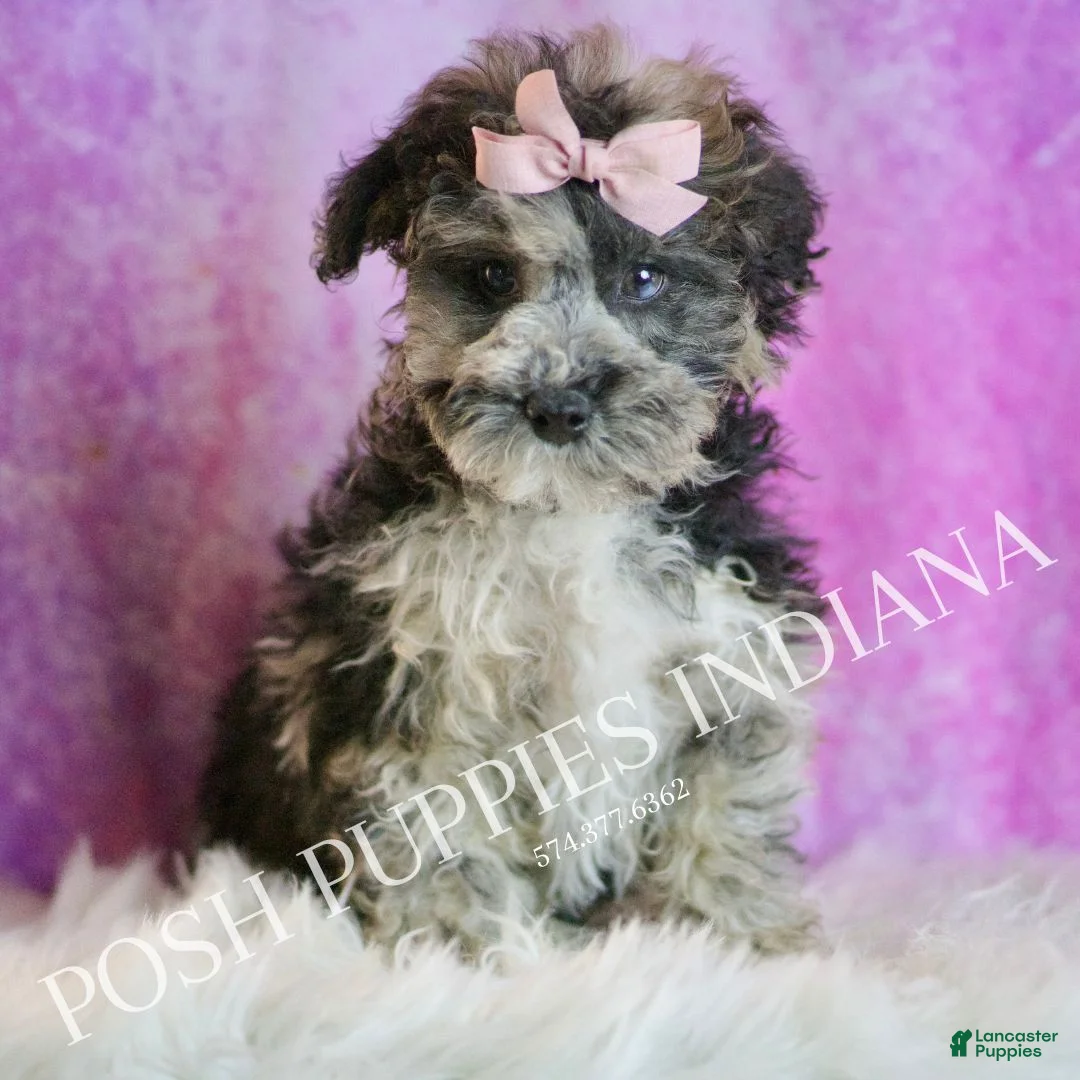 Toy Poodle dogs for sale: Ivy - Ad 4