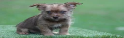 Mixed Breed dogs for sale: Male 3 - Ad 3