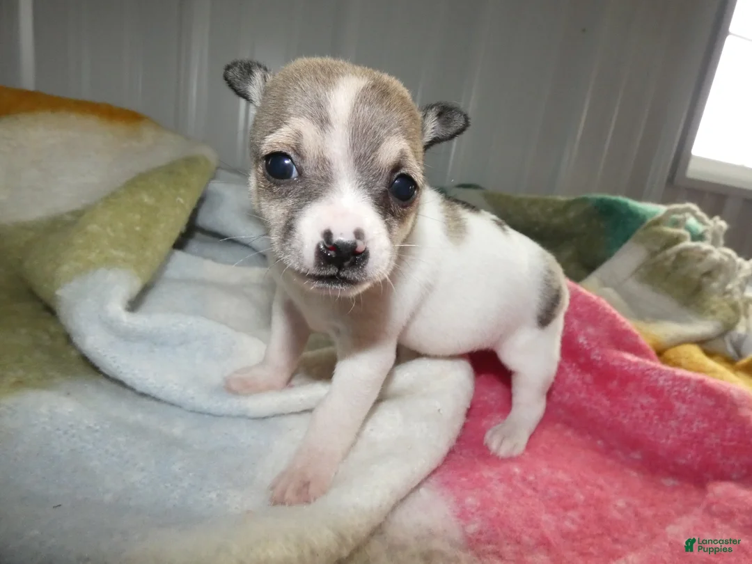 Chihuahua dogs for sale: Chihuahua Puppy 2 Rolly - Ad 1