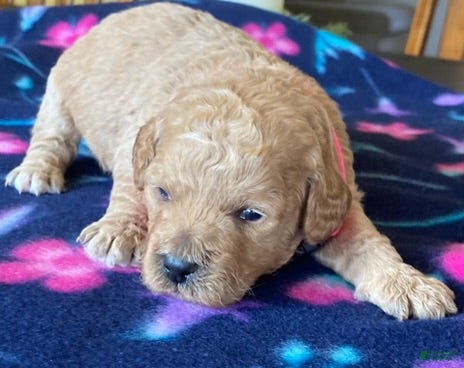 Labradoodle dogs Gracie - Ad 25