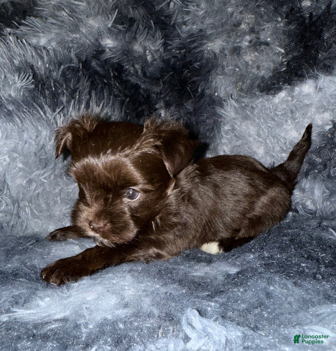 Yorkshire Terrier dogs for sale: Handsome - Ad 6