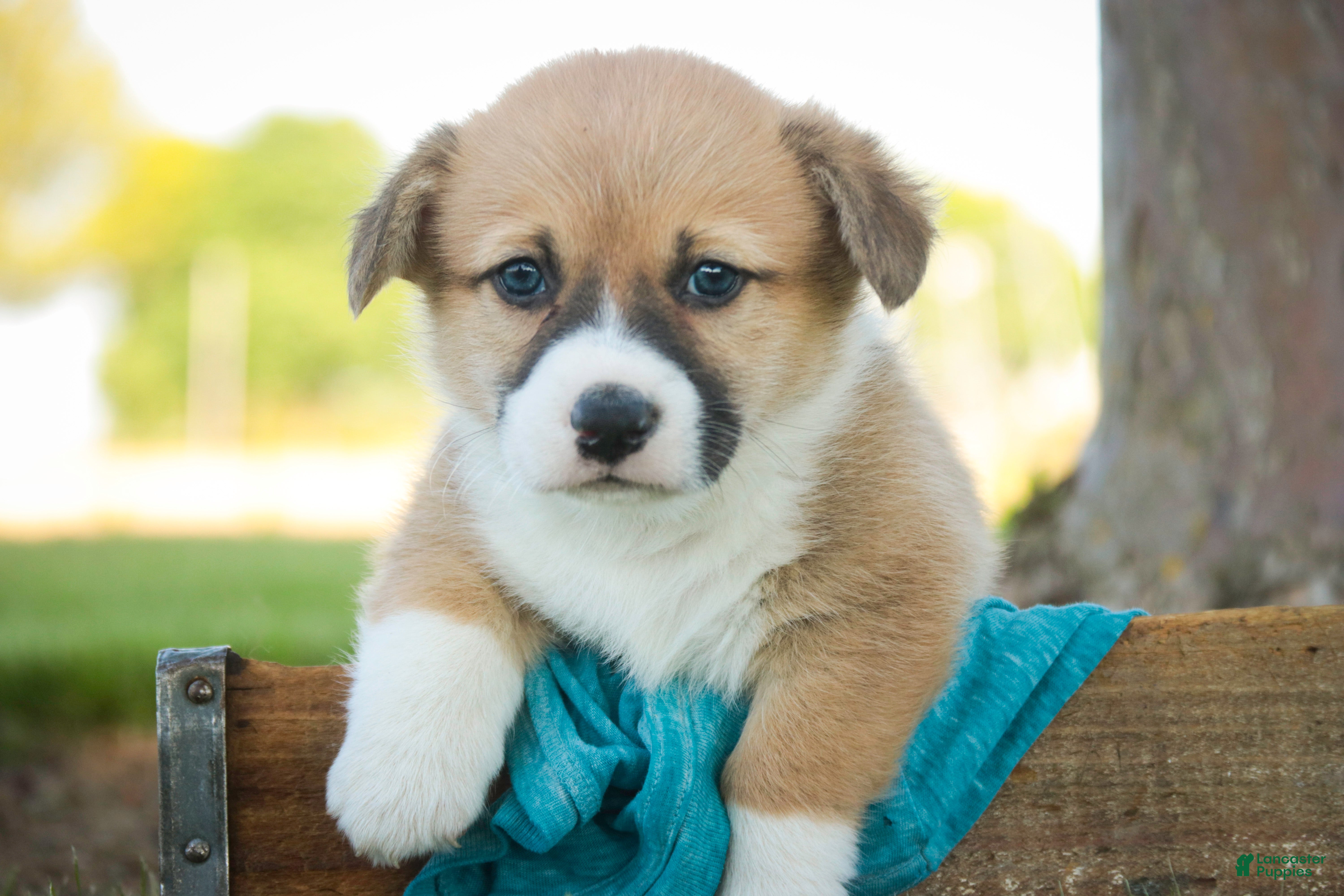 Welsh Corgi Pembroke dogs Ripley - Ad 2