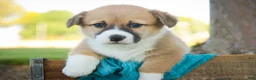 Welsh Corgi Pembroke dogs for sale: Ripley - Ad 2
