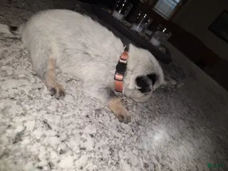 Mixed Breed dogs Mixed Breed Puppy 5 - Ad 32