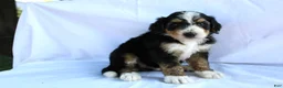 Bernedoodle dogs for sale: Sheldon - Ad 12