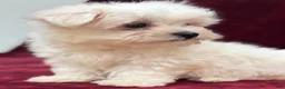 Maltese dogs for sale: Dakota  - Ad 3