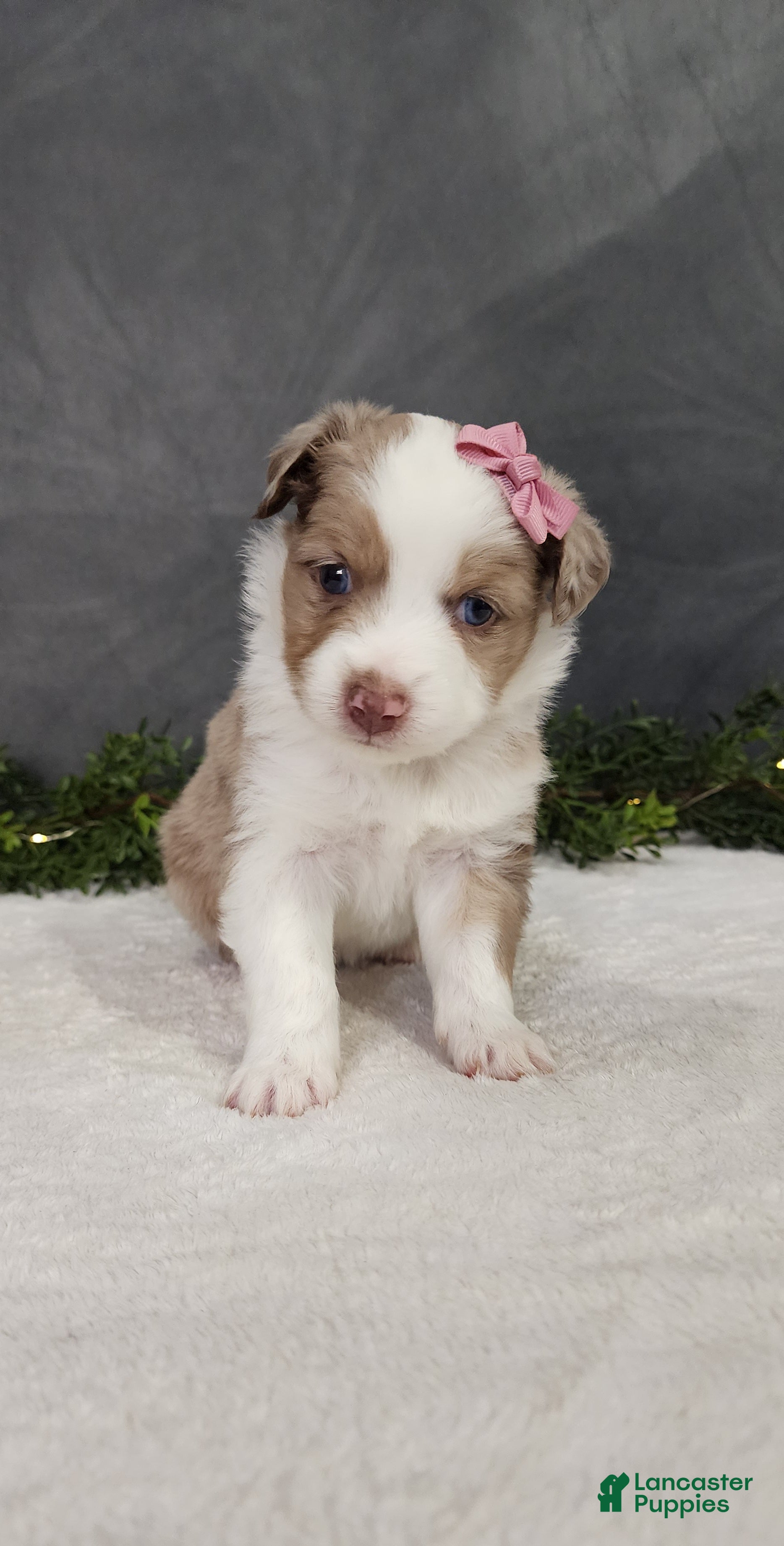 Miniature Australian Shepherd dogs Kara - Ad 2
