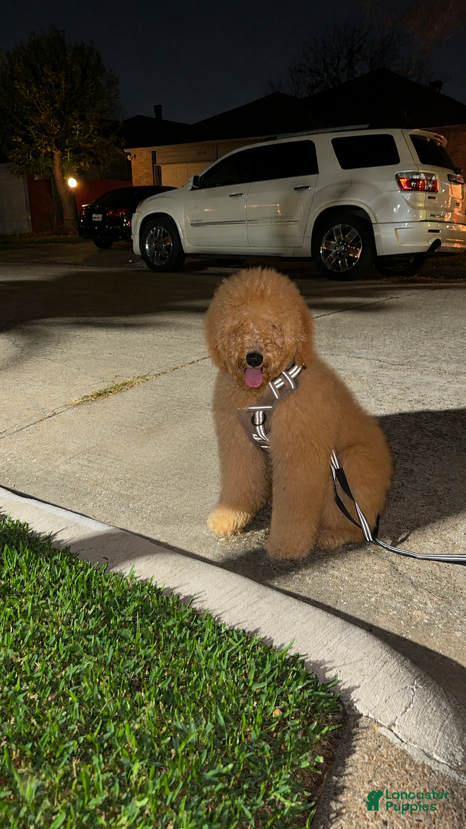 Goldendoodle dogs Goldendoodle 1 - Ad 39