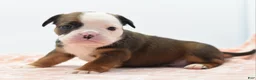 Mixed Breed dogs for sale: Rosie - Ad 21
