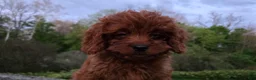 Cavapoo dogs for sale: Hope - Ad 17