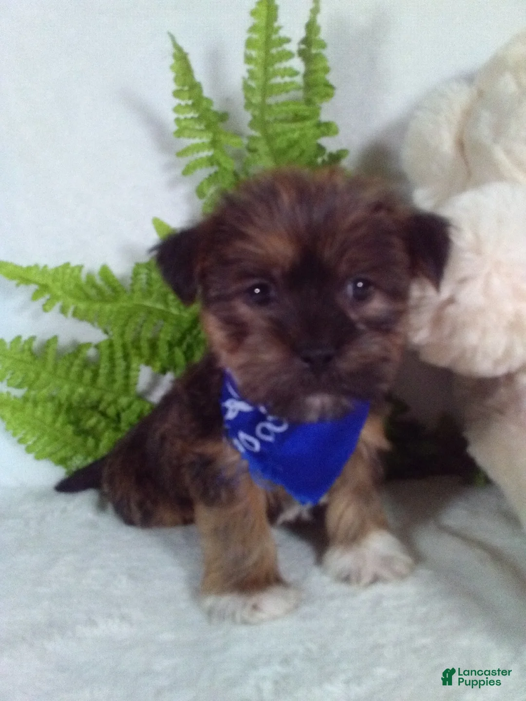 Shorkie dogs for sale: Benji - Ad 1