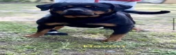 Rottweiler dogs for sale: Male - Ad 5