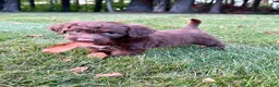 Portuguese Water Dog dogs for sale: Roxy - Ad 4