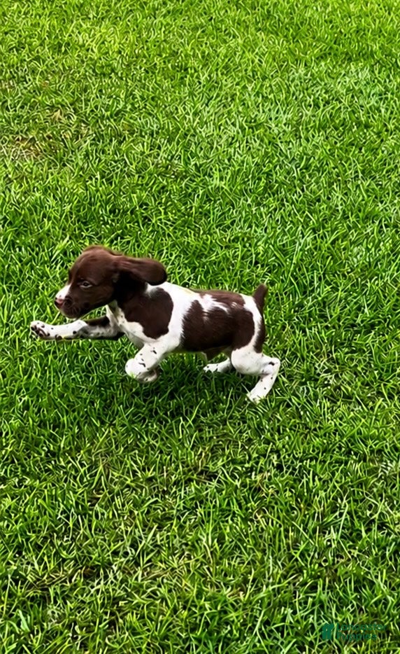 Brittany Spaniel dogs Theo - Ad 2