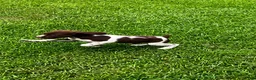 Brittany Spaniel dogs for sale: Theo - Ad 2