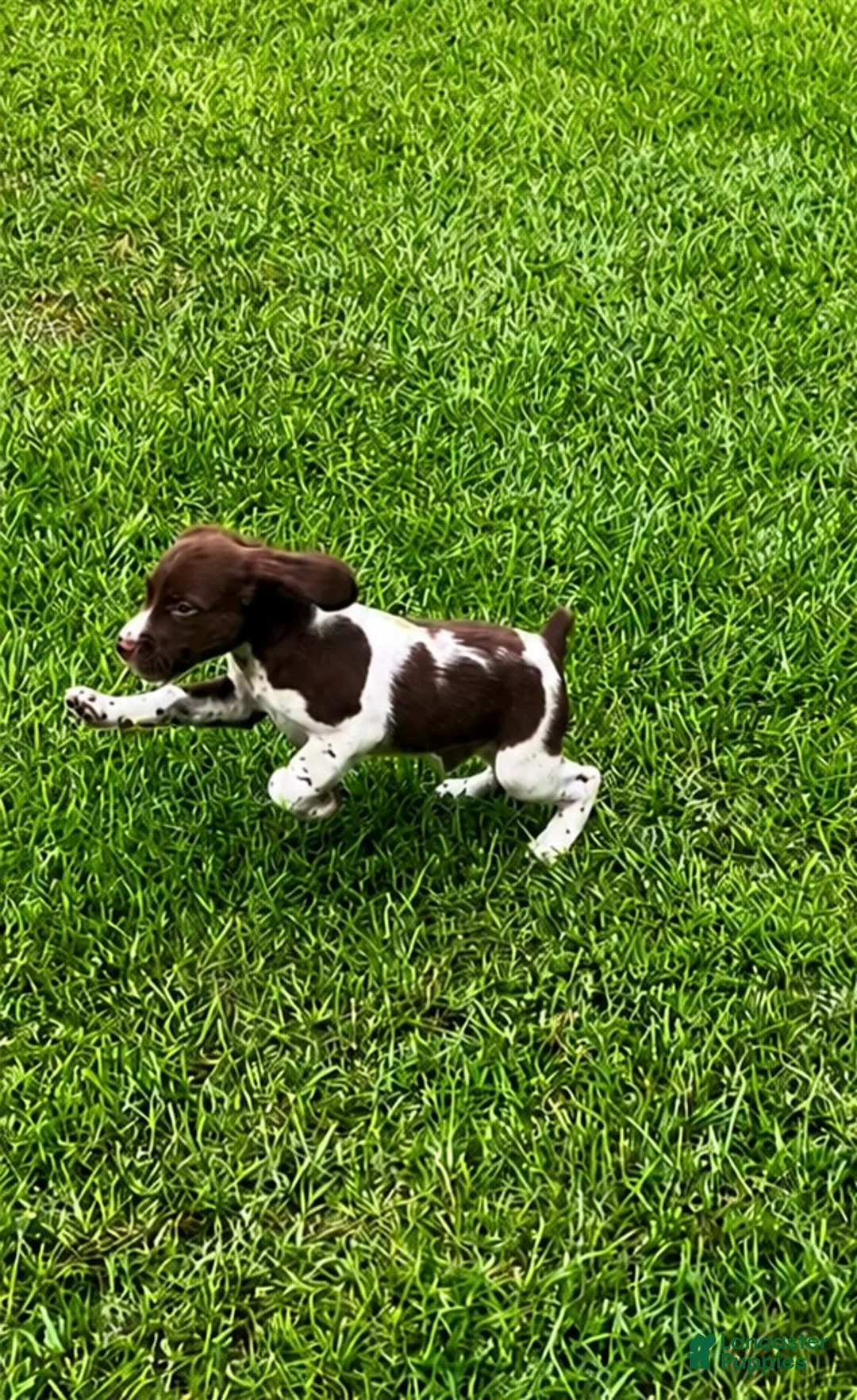 Brittany Spaniel dogs for sale: Theo - Ad 2