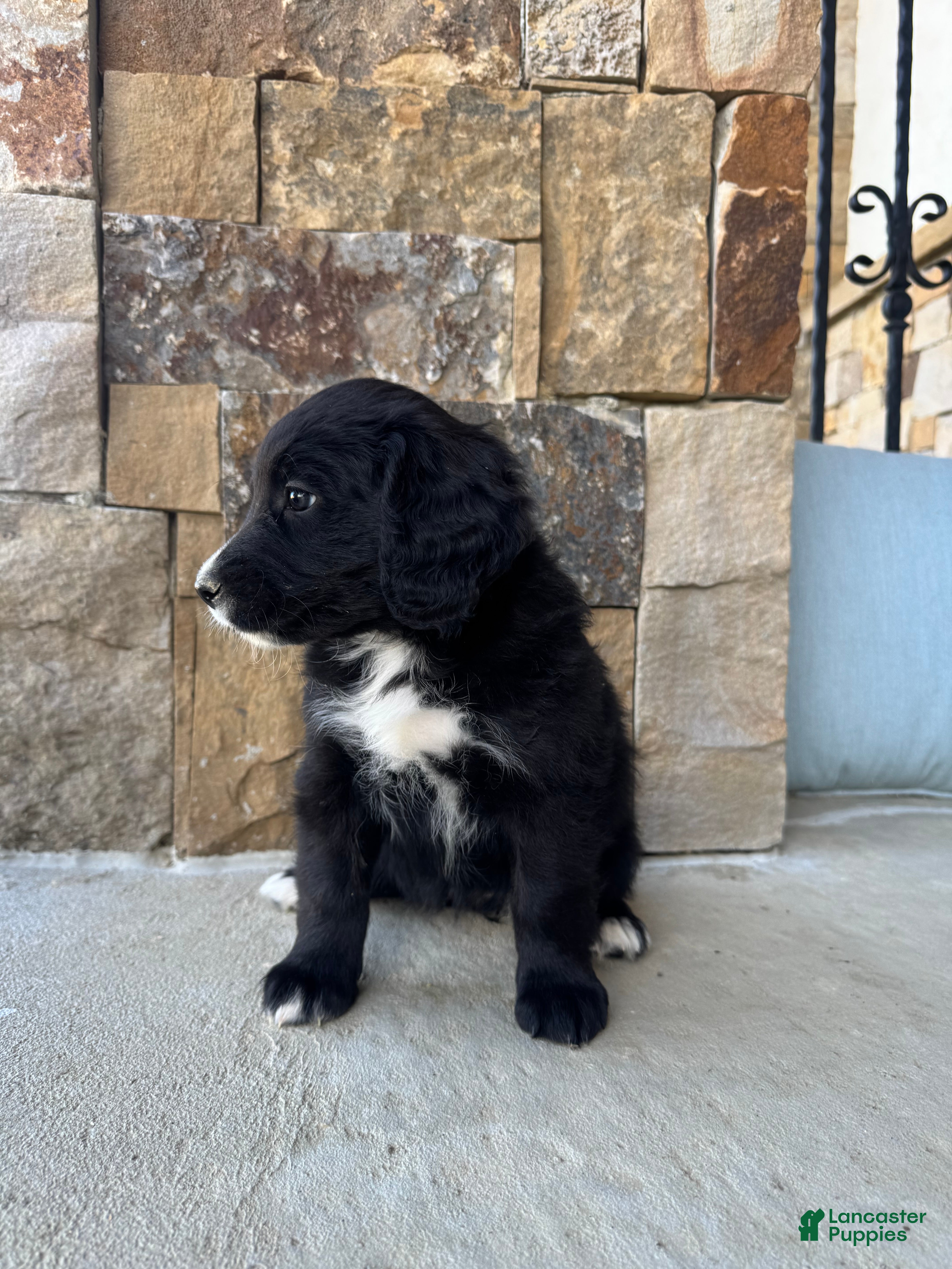 Mixed Breed dogs for sale: Bella - Ad 4