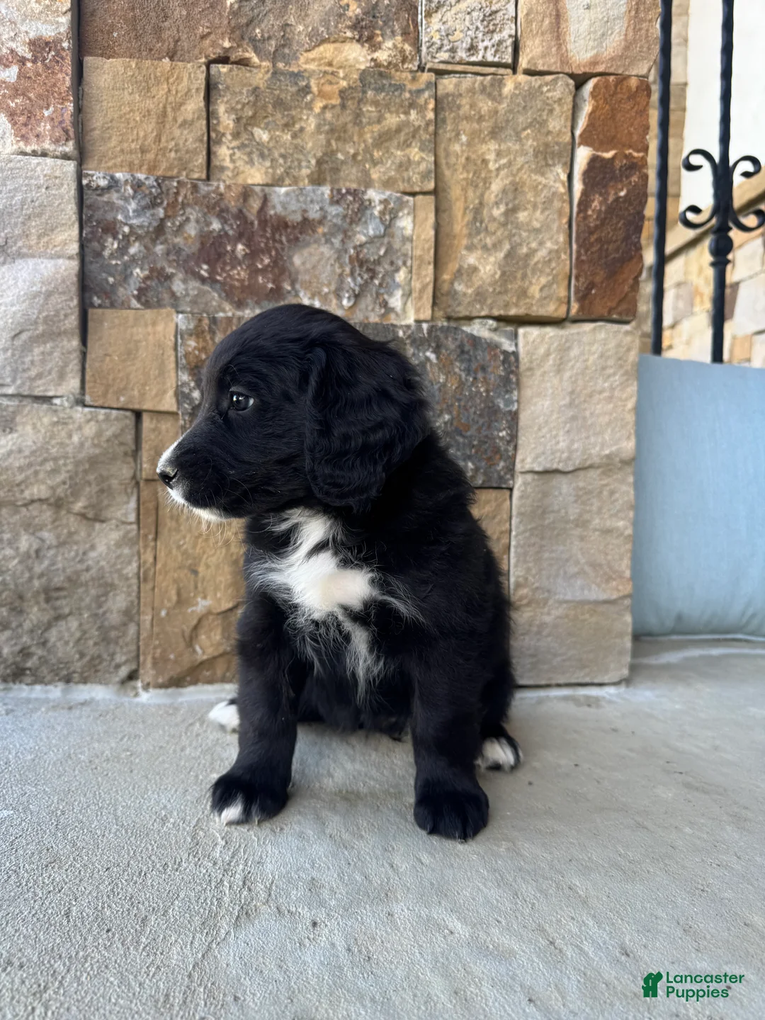 Mixed Breed dogs for sale: Bella - Ad 1