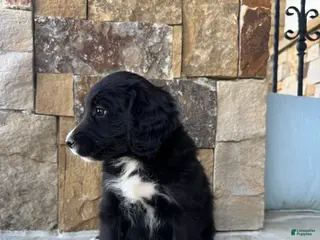 Mixed Breed dogs for sale: Bella - Ad 4