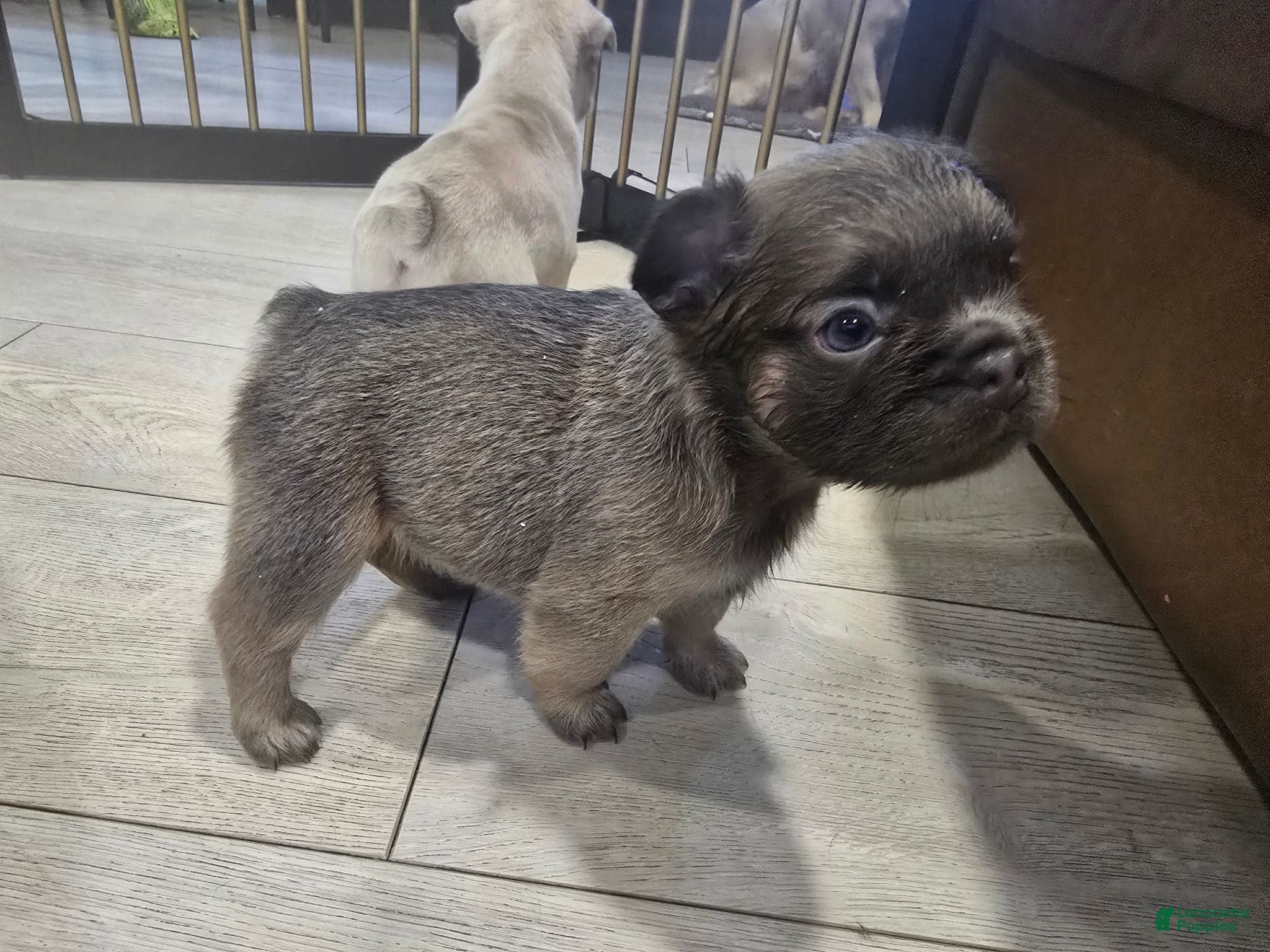 French Bulldog dogs Stewart - Ad 11