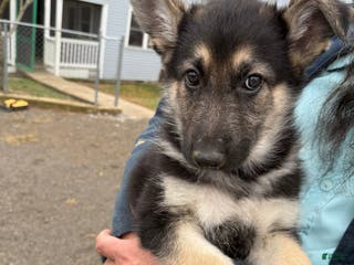 German Shepherd dogs German Shepherd Puppy 1 - Ad 9