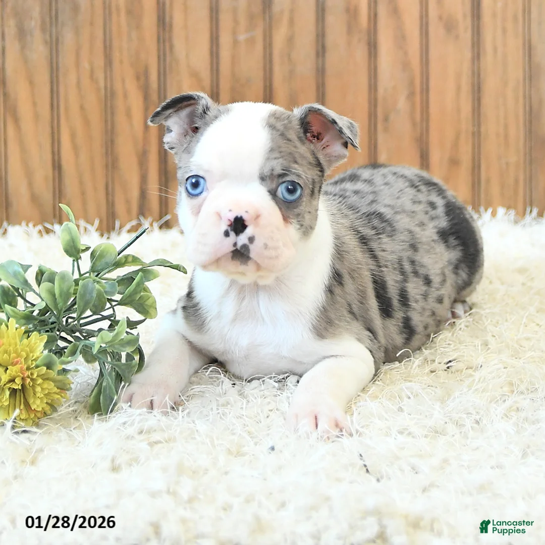 Boston Terrier dogs for sale: Max - Ad 4