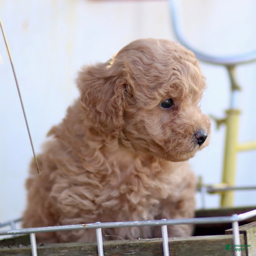 Toy Poodle dogs for sale: Baxter - Ad 7