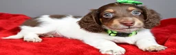 Miniature Dachshund dogs for sale: Scout - Ad 1