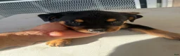 Mixed Breed dogs for sale: Mixed Breed 1 - Ad 1