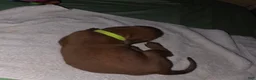 Redbone Coonhound dogs for sale: Redbone Coonhound 10(lt grn neon) - Ad 10