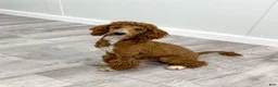 Miniature Poodle dogs for sale: Tyson 💙✨ - Ad 21