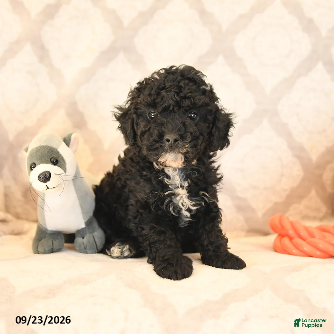 Miniature Poodle dogs for sale: Lance  - Ad 1