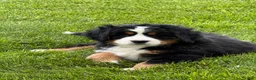 Bernese Mountain Dog dogs for sale: Beatrice - Ad 5