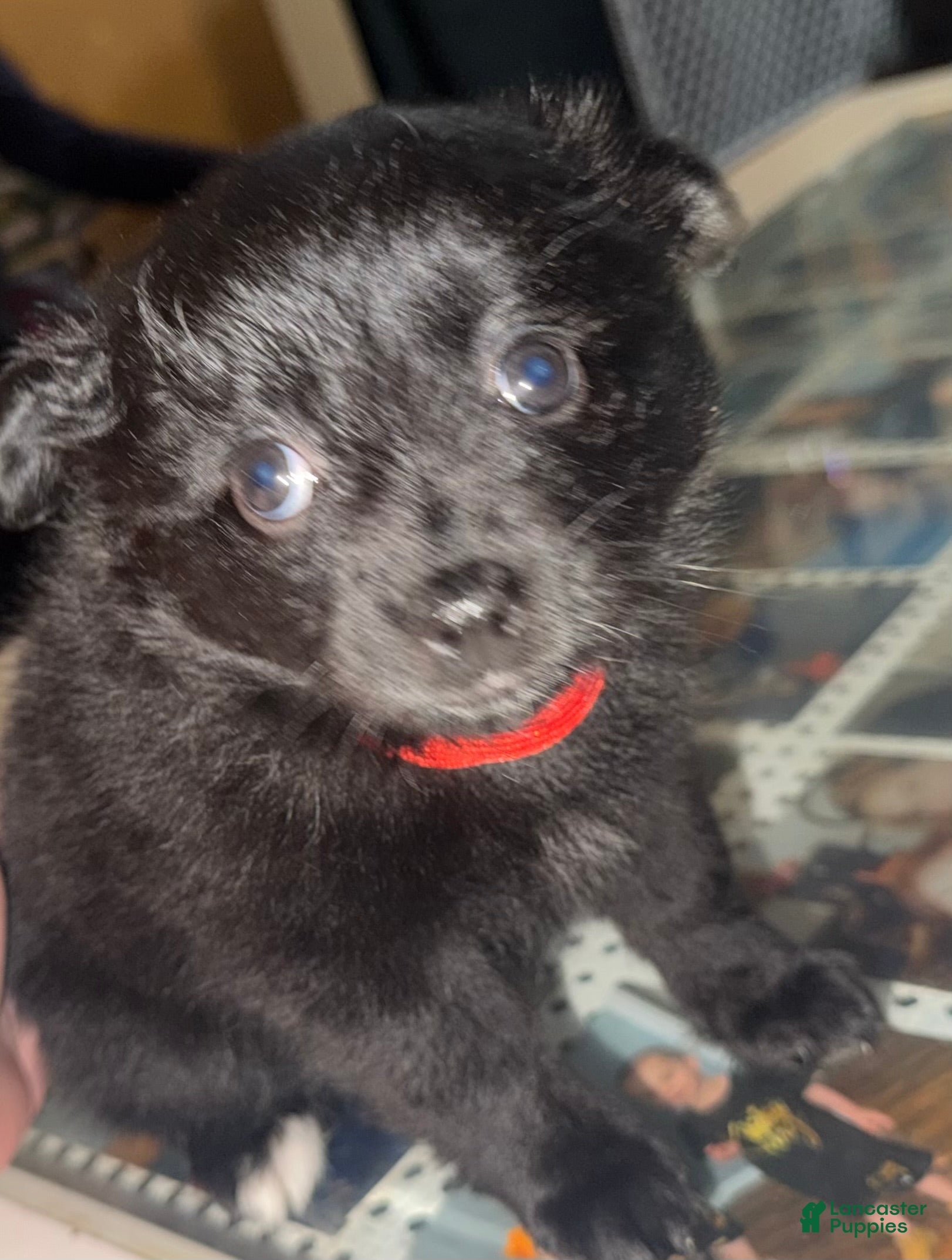 Mixed Breed dogs Pearl - Ad 27
